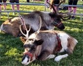Reindeer photo