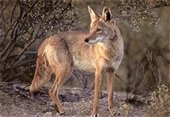 photo of coyote