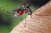 photo of mosquito