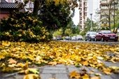 leaves in street