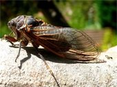 photo of cicada