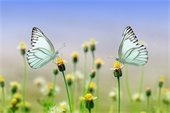 picture of  flower and butterflies representing spring