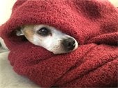 dog wrapped in blanket
