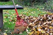 leaf raking graphic
