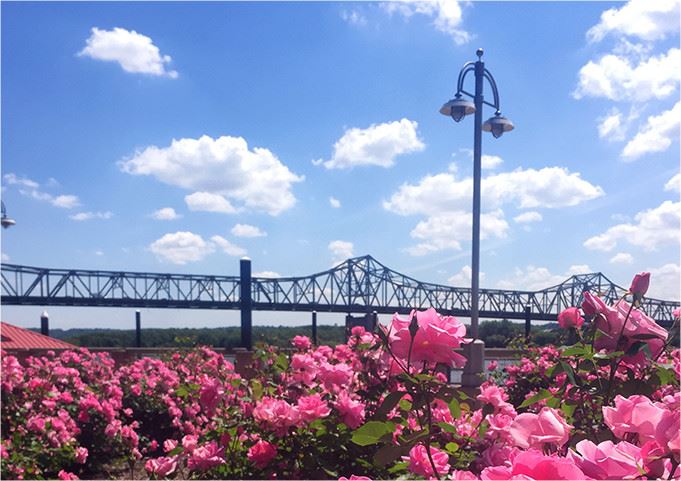 Pink flowers with a bridge in the background