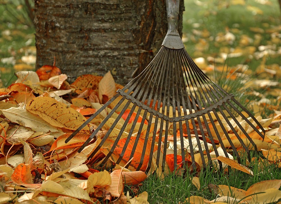 rake and leaves photos